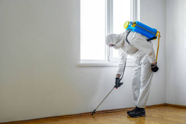 Best Flea Control Services  in La Mesilla, NM